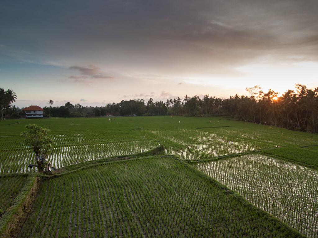 Semanggi Cottage Ubud Pokoj fotografie